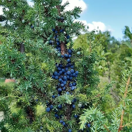 Paeikesemajake 2 Dom wakacyjny Soonlepa